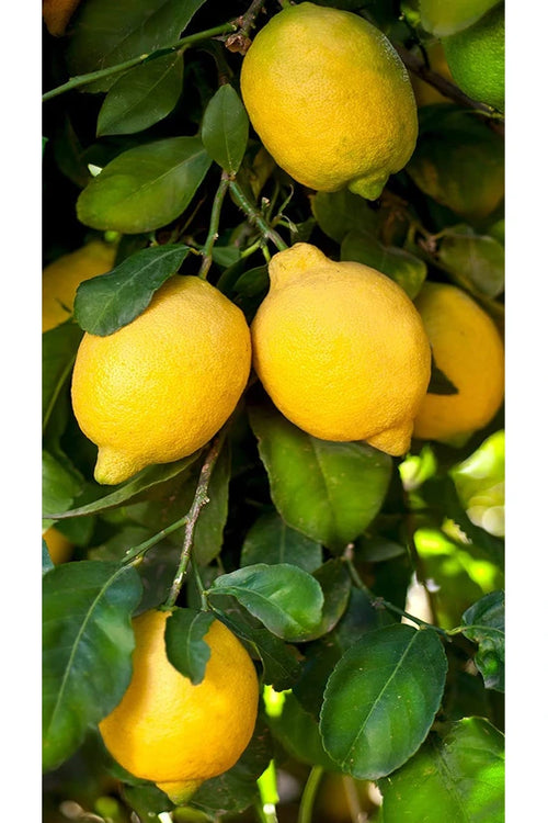 Lemon/Trees/Door set of 3