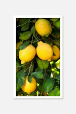 Lemon/Trees/Door set of 3