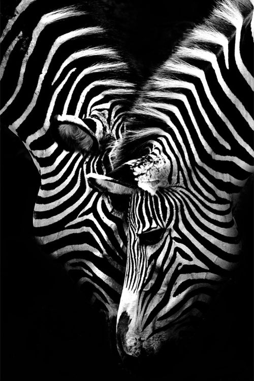 Zebras Poster Art Print
